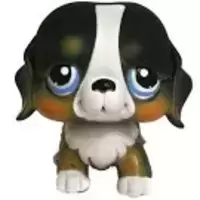 LPS 145