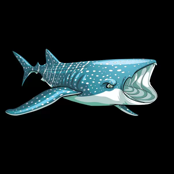 Shark & Co. Maxi Edition New Edition - Rhincodon Typus