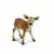 Wild Life - Faon de Virginie