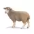 Mouton debout