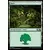 Core Set 2020 - Forêt