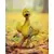 XXRAY - Sesame Street - Big Bird (XXRAY Plus)