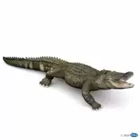 Alligator