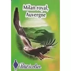 Milan royal, Auvergne