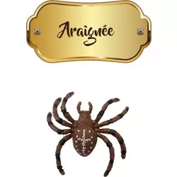 Araignée