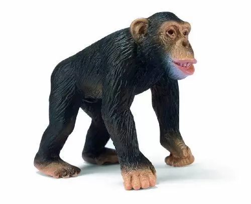 Wild Life - Chimpanzé, mâle
