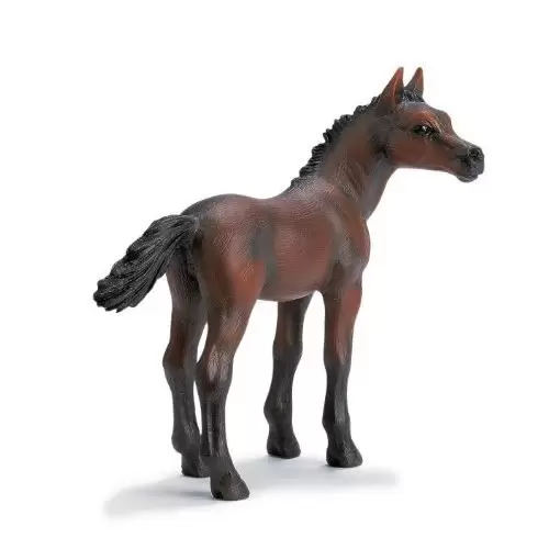 Horse Club - Poulain Arabe