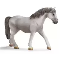 Jument lipizzan