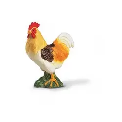 Coq couleur