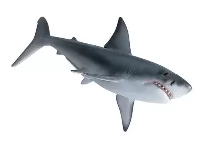 Wild Life - Requin blanc
