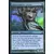 Annonciatrice sylvine Foil