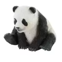 Panda : Bébé
