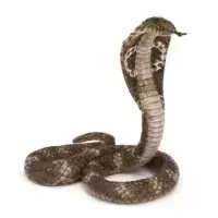 Cobra royal