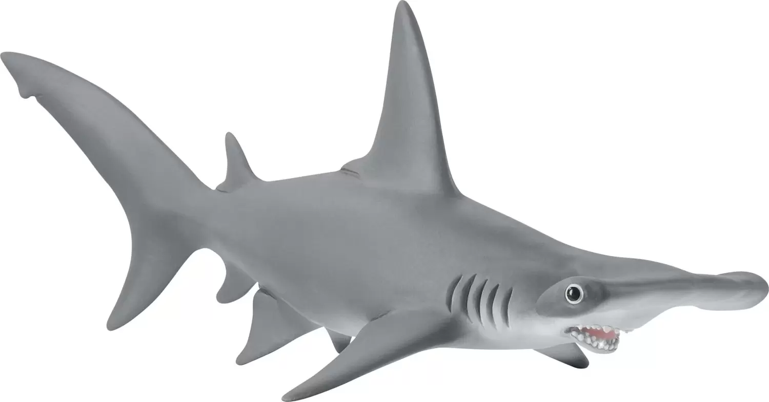 Wild Life - Requin marteau