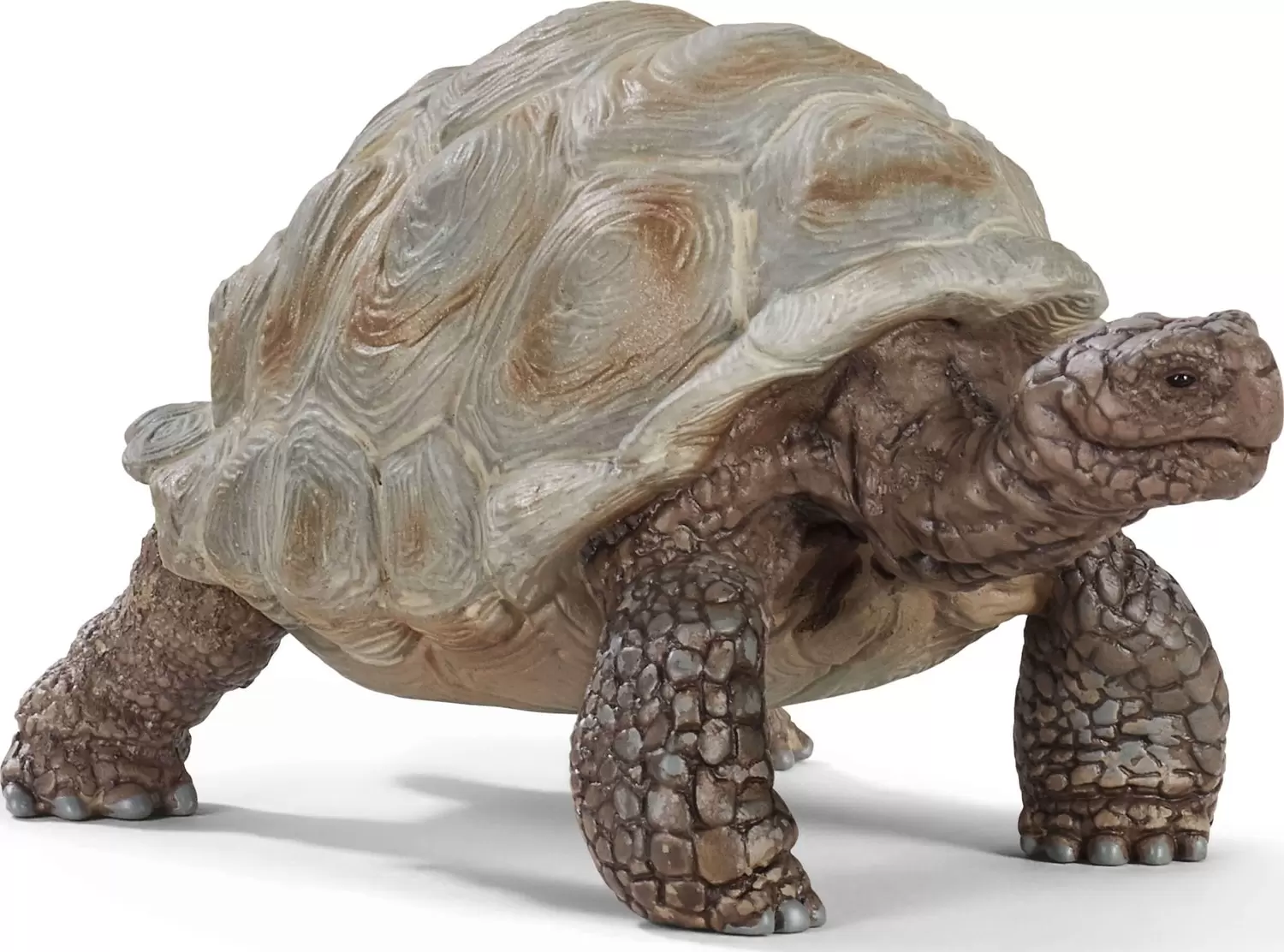 Wild Life - Tortue géante