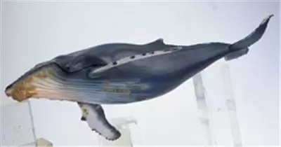 Wild Life - Baleine à bosse