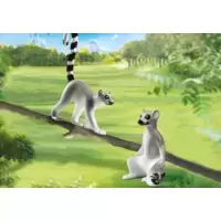 Deux lémuriens