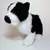 Boston Terrier