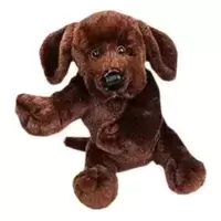 Chocolate Lab