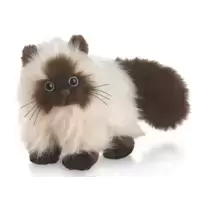 Himalayan