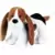 Hound Dog