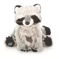 Raccoon