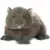Wombat