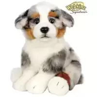 Australian Shepherd Signature