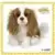 Webkinz Signature - King Charles Cocker Spaniel Signature