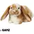 Lop Bunny Signature