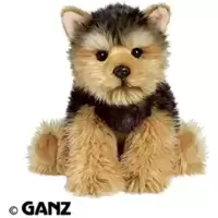 Short-Haired Yorkie Signature