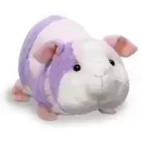 Lilac Guinea Pig