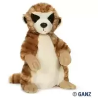 Meerkat