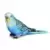 Perruche bleue