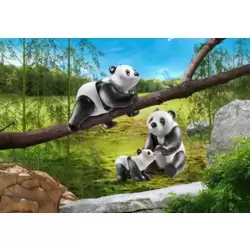 Panda family