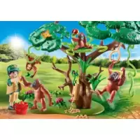 Orangs Outans dans arbre