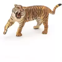 Tigre rugissant