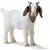 Chevreau boer