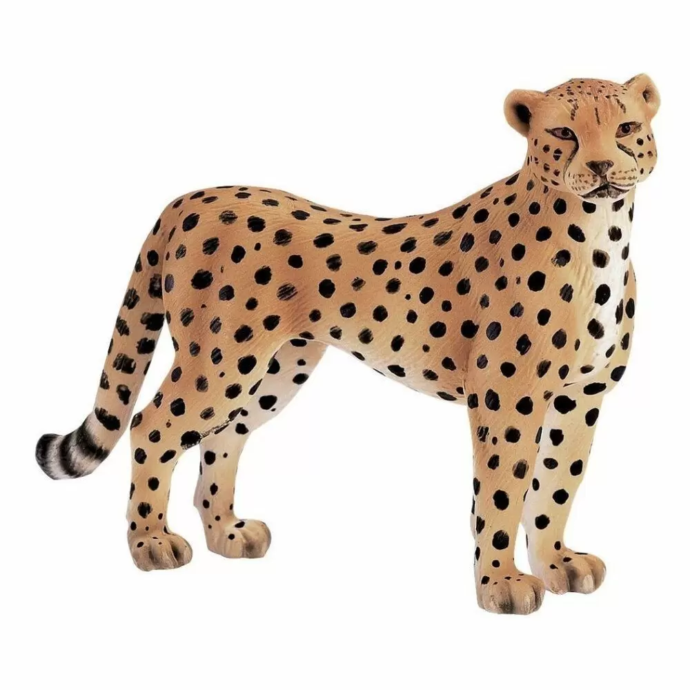 Wild Life - Guépard femelle