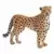Wild Life - Guépard femelle