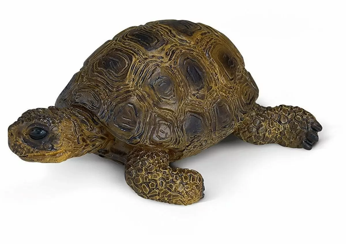 Wild Life - Tortue