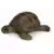 Wild Life - Tortue