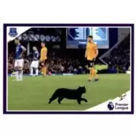 A Black Cat - Everton