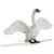 Cygne blanc