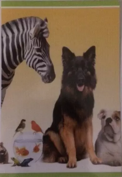 Animaux - A la découverte du monde animal 2019 - Zèbre , Poissons , Berger Allemand ,