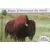 Bison d'Améique du Nord