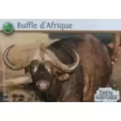 Buffle d'Afrique