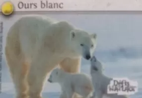 Défis Nature - Auchan - Ours Blanc