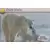 Ours Blanc