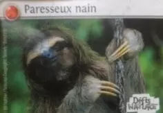 Défis Nature - Auchan - Paresseux Nain